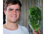 CORIANDER  Grown The Hydroponic Way In Katikati 